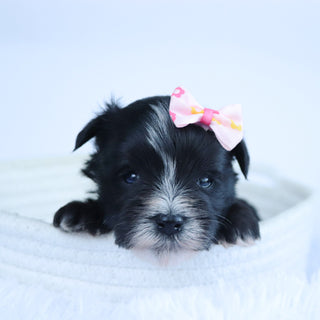 Brooke - Available Now