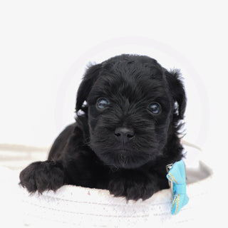 Bruiser - Available Now