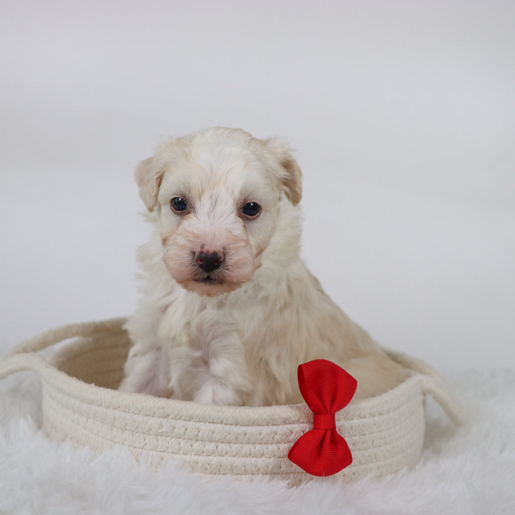 Bryant - Available Now