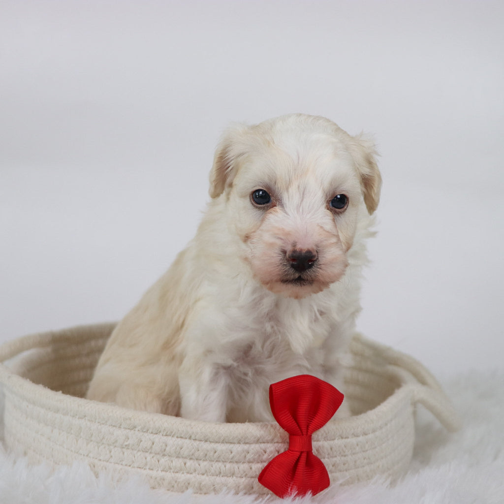 Bryant - Available Now