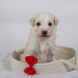 Bryant - Available Now