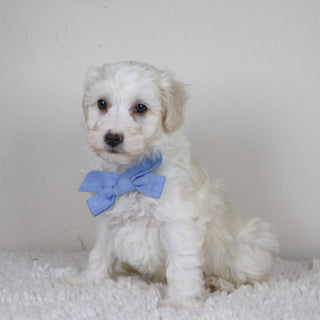 Bryant - Available Now