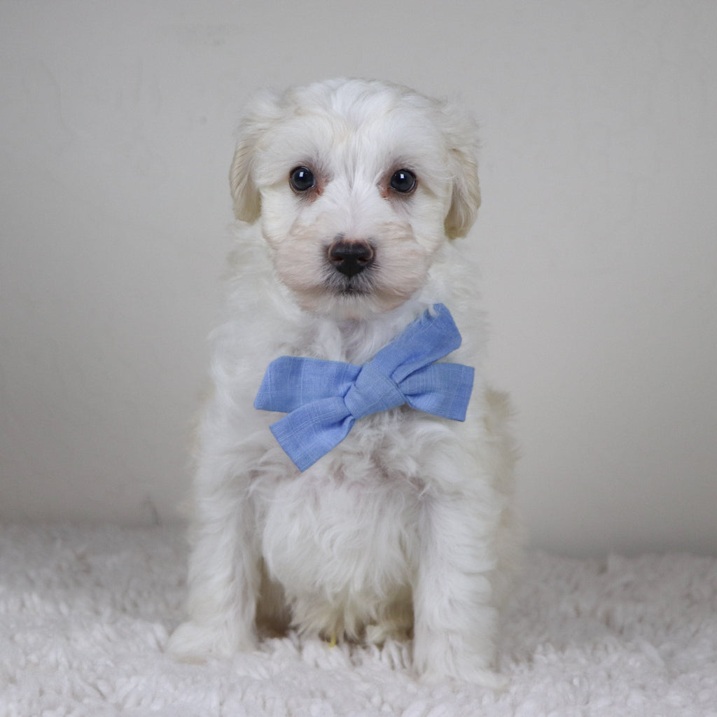 Bryant - Available Now