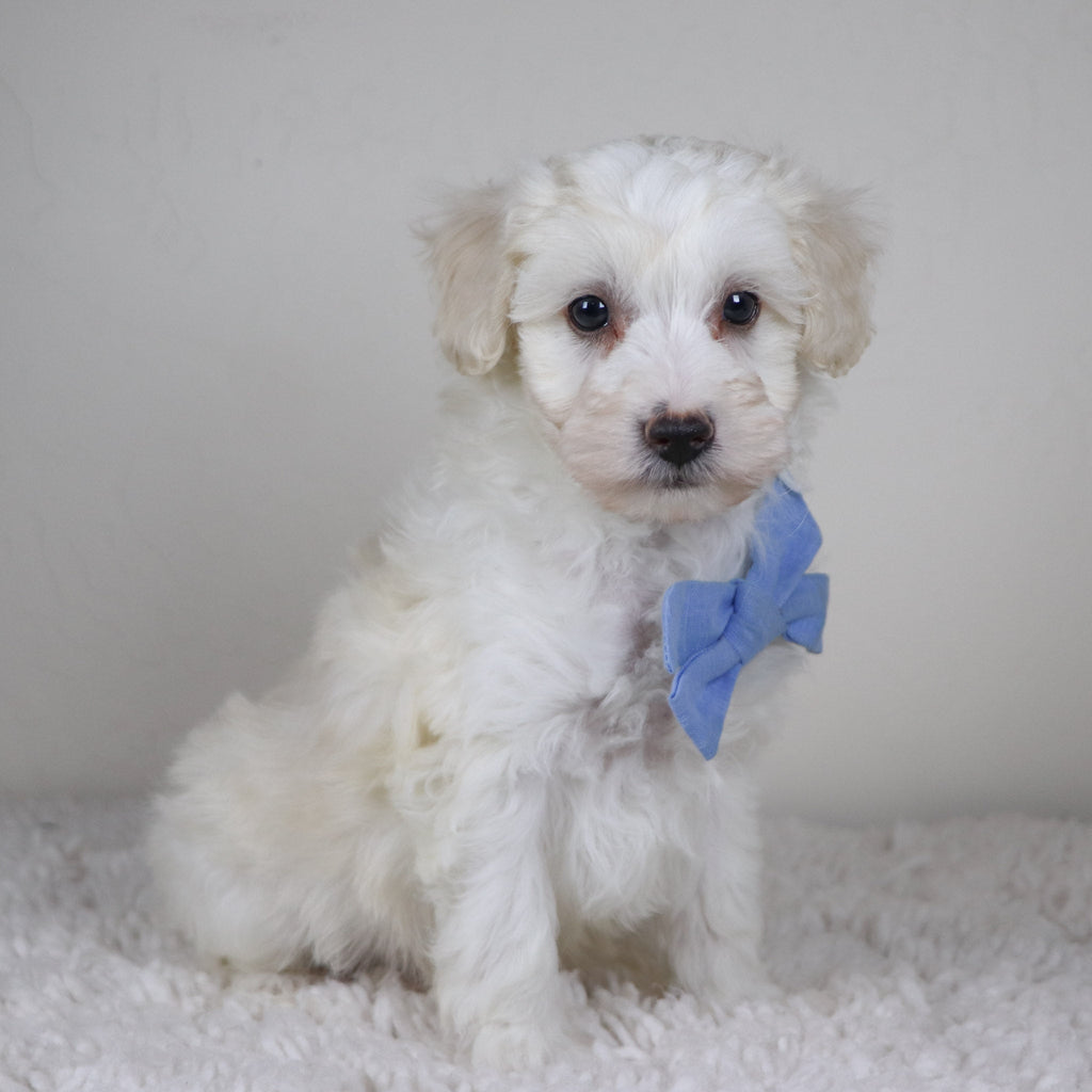 Bryant - Available Now