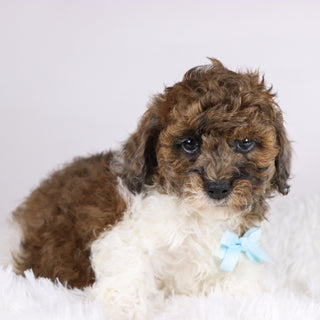 Buckeye - Available 11/19