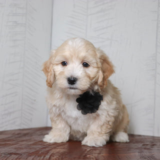 Buckley - Available Now