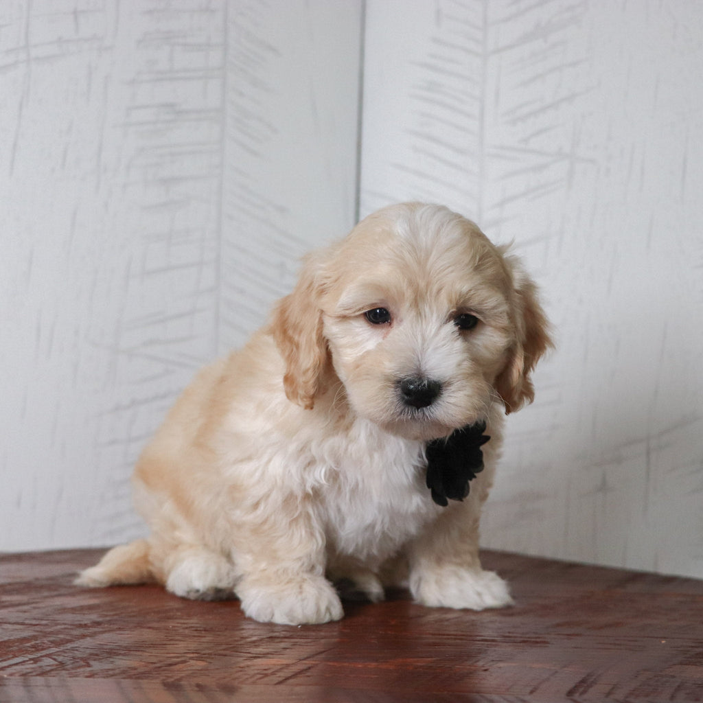 Buckley - Available Now