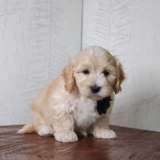Buckley - Available Now