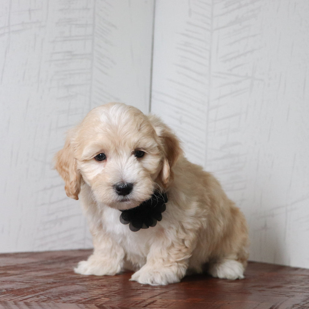 Buckley - Available Now