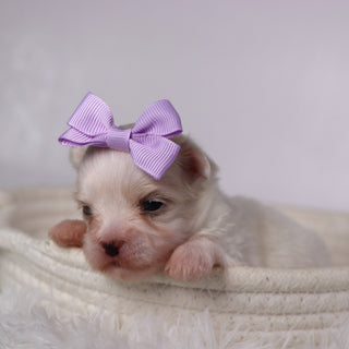 Butterfly - Available 11/26