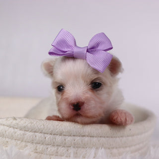 Butterfly - Available 11/26