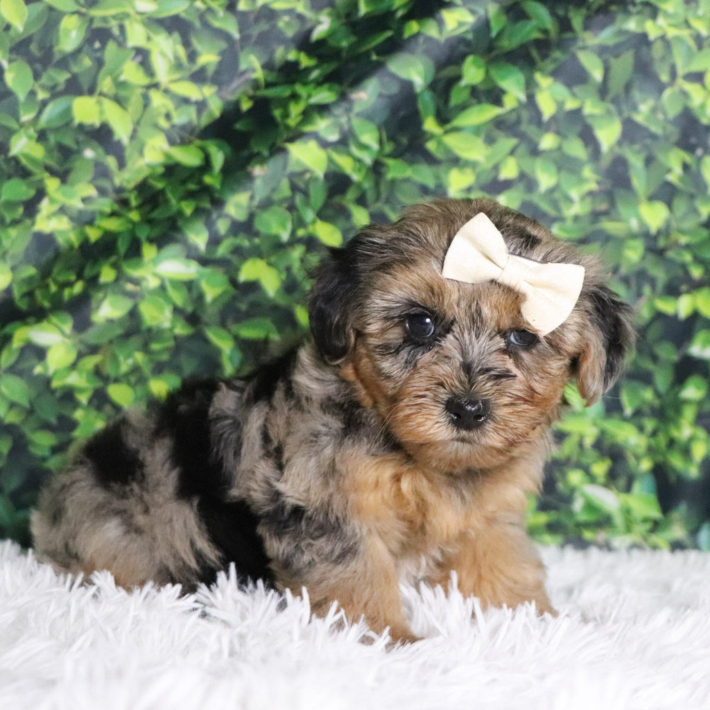 Cabrina - Available 12/10