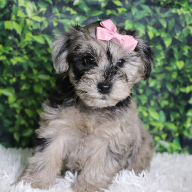 Caca - Available 12/10