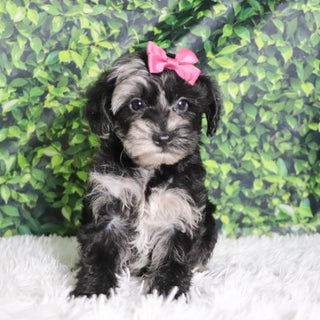 Cacalia - Available 12/10