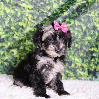 Cacalia - Available 12/10