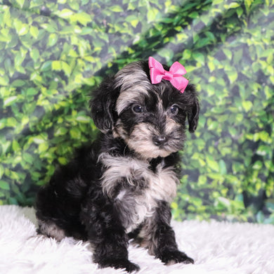 Cacalia - Available 12/10