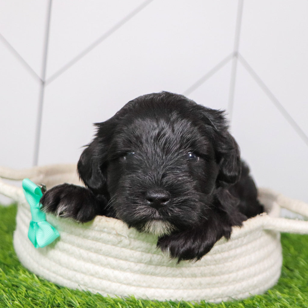 Cadet - Available Now