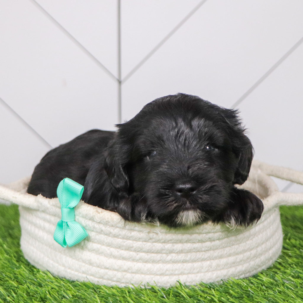 Cadet - Available Now