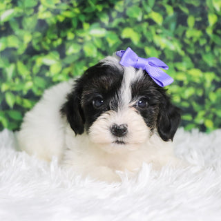 Caledonia - Available 12/10