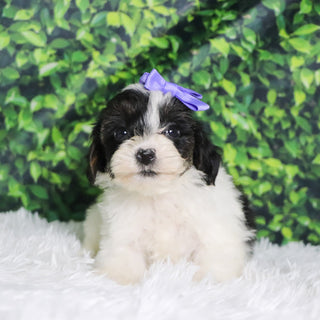 Caledonia - Available Now