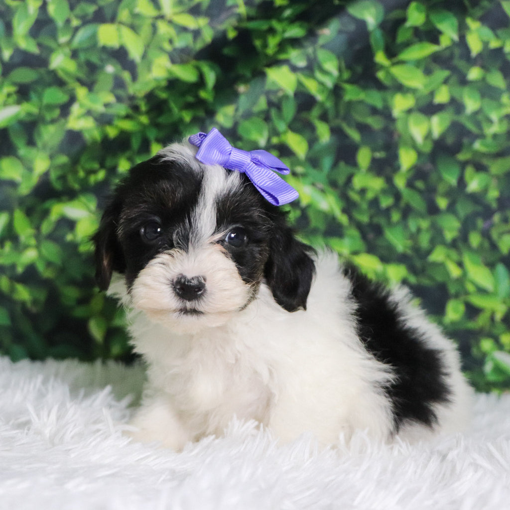 Caledonia - Available 12/10