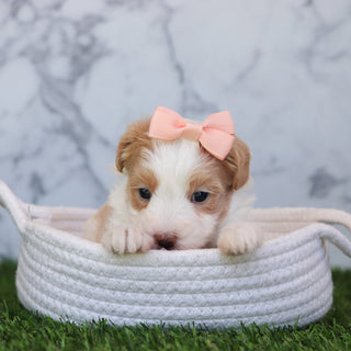 Calli - Available 6/4