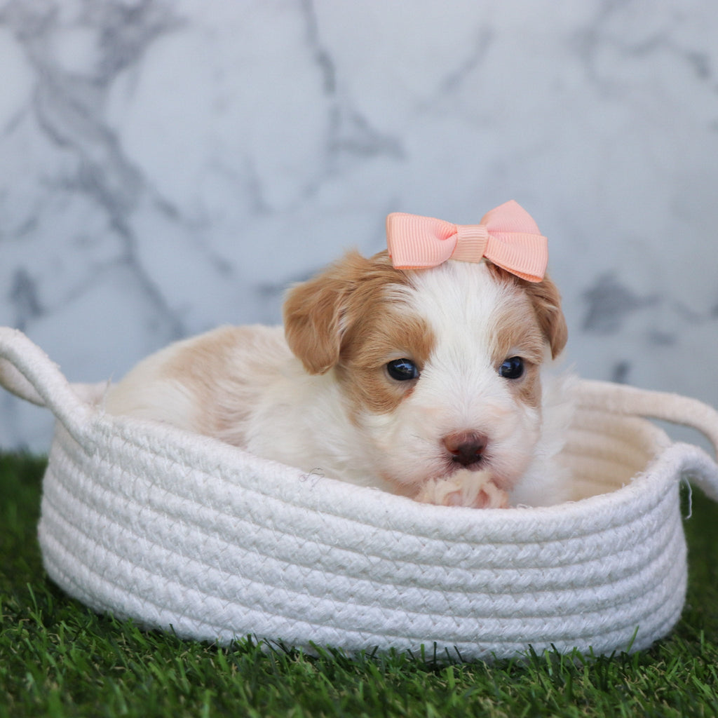 Calli - Available 6/4