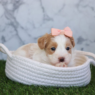 Calli - Available 6/4