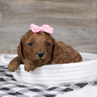 Camilla - Available 1/28