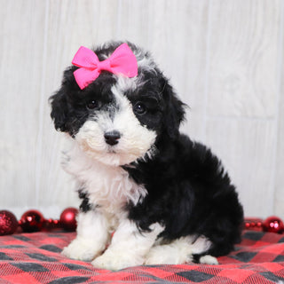 Camilla - Available 12/10