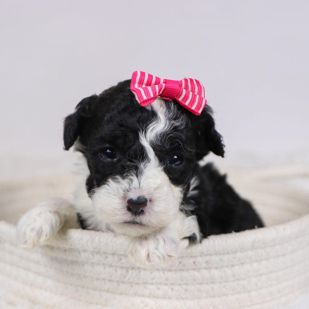 Camilla - Available 12/10