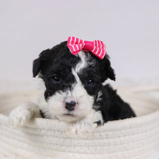 Camilla - Available 12/10