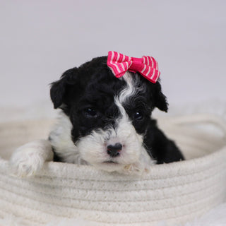 Camilla - Available 12/10