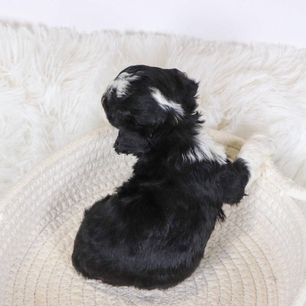 Camilla - Available 12/10