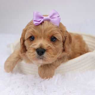 Candi - available 11/19