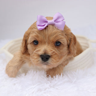 Candi - available 11/19