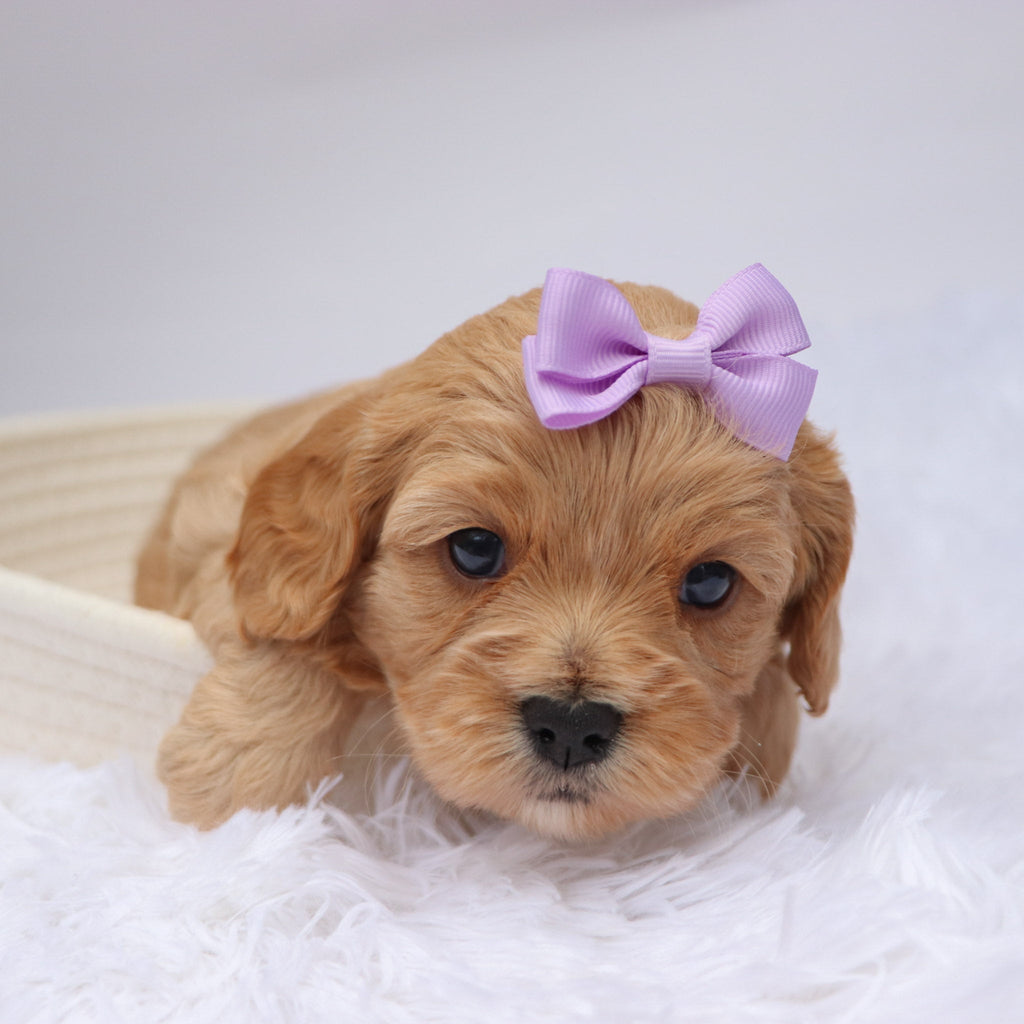 Candi - available 11/19