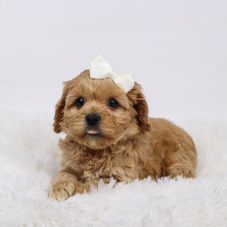 Candi - available 11/19