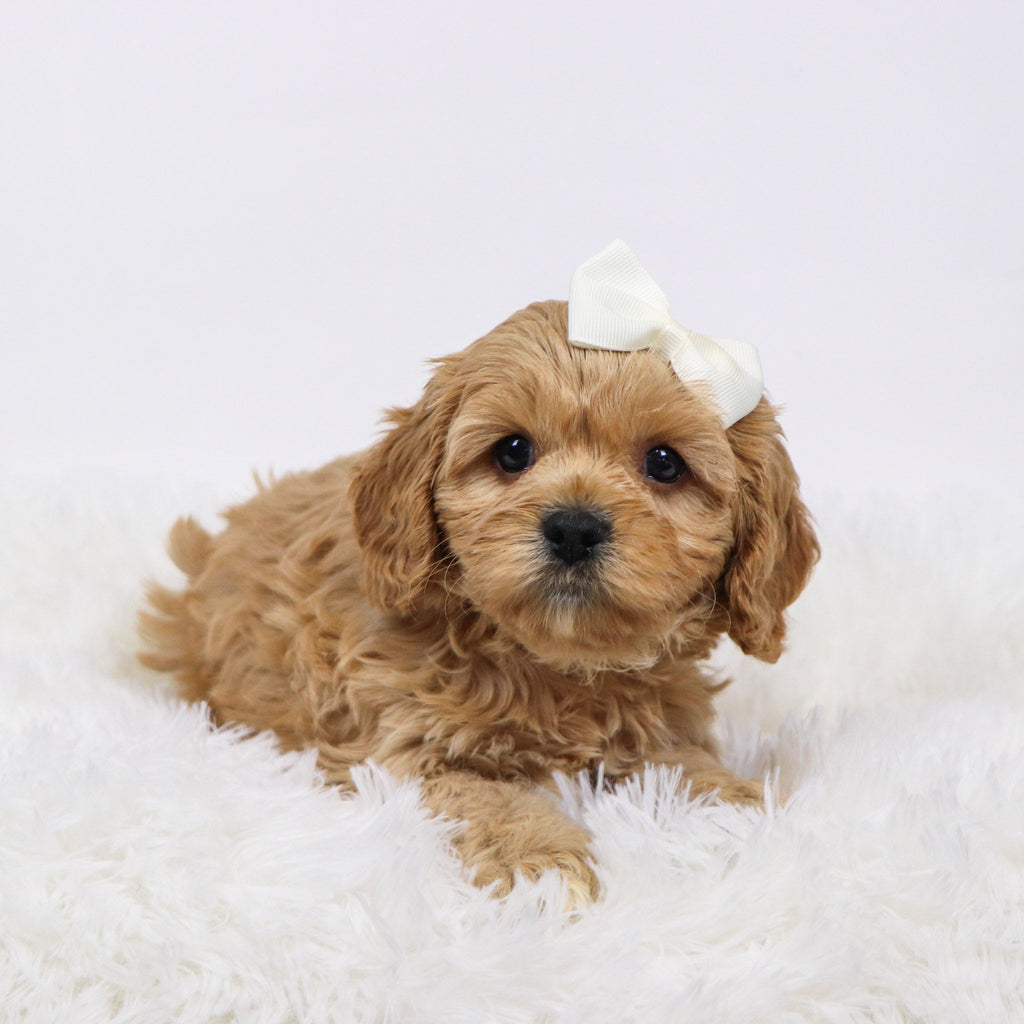 Candi - available 11/19