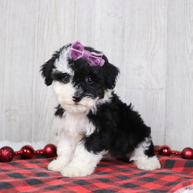 Candra - Available 12/10