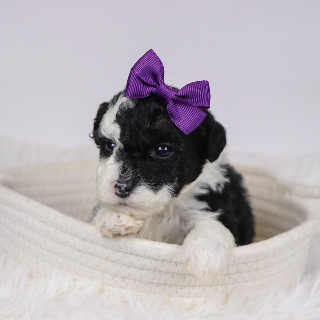 Candra - Available 12/10