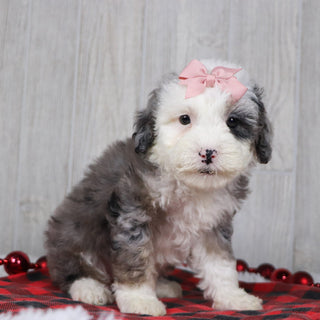 Candy - Available 12/10