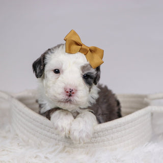 Candy - Available 12/10