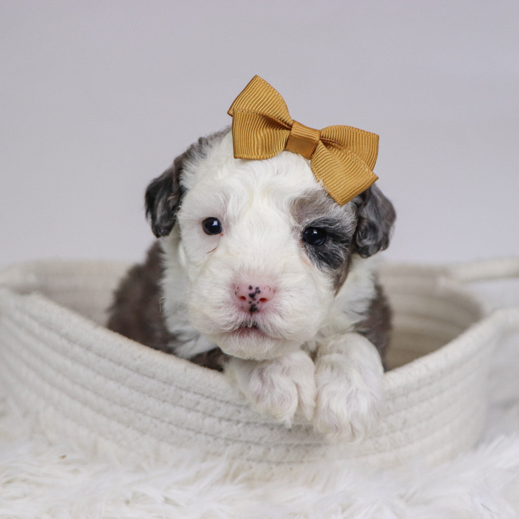 Candy - Available 12/10