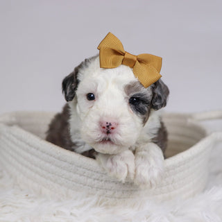 Candy - Available 12/10