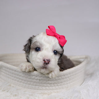 Canisa - Available 12/10