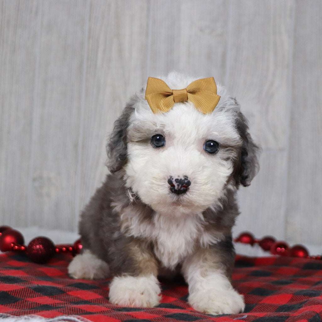 Canisa - Available 12/10