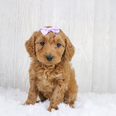 Cara - Available 1/22