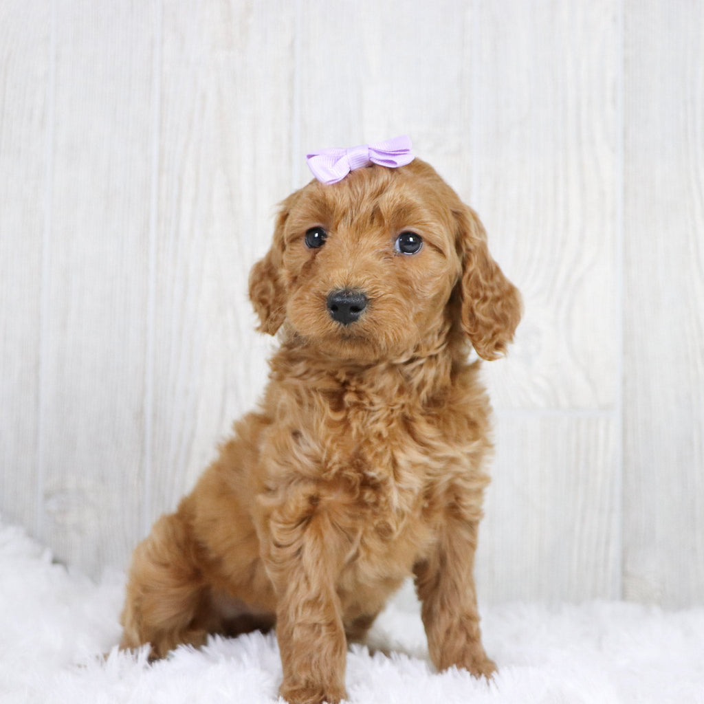 Cara - Available 1/22