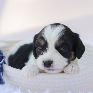 Carew - Available 10/7